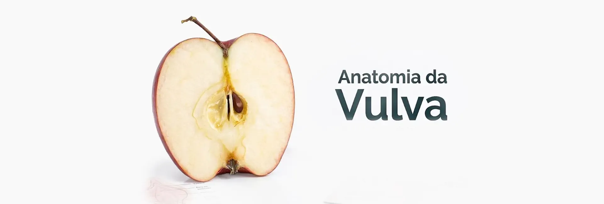 Anatomia da vulva: entenda a diferença entre vulva e vagina